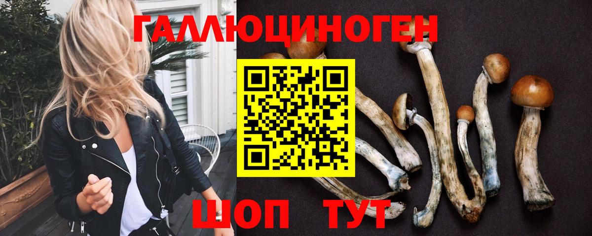 Галлюциногенные грибы Psilocybe  Псилоцибиновые грибы прущие грибы  Вход с VPN  Осинники 